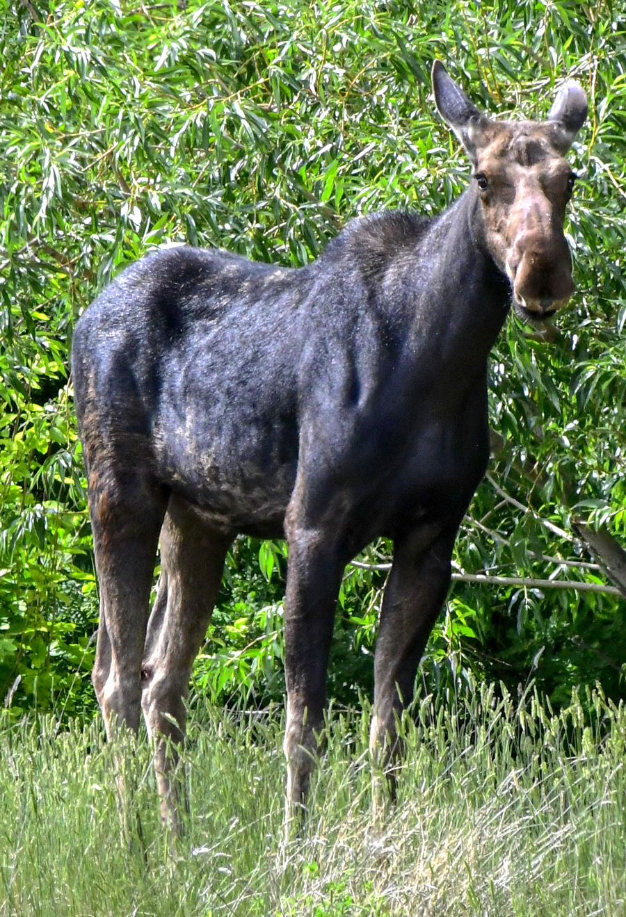 Meandering Moose Photographed at Fairfield, Montana